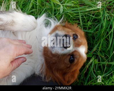 Niedlicher Hund mit schönen traurigen Augen, die auf dem Rücken liegen und von einer Hand streichelt werden Stockfoto