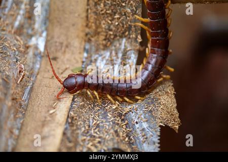 Nahaufnahme des Tausendfüßlers in der Natur Stockfoto