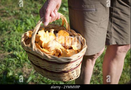 Nahaufnahme einer Hand, die einen Korb mit frischen Pfifferlingen hält Stockfoto