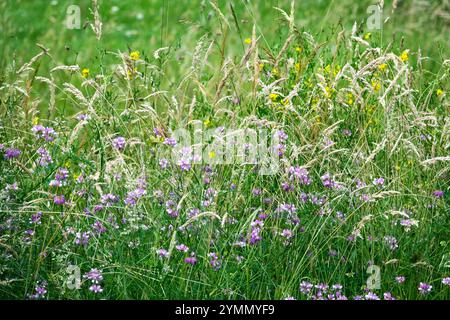 Ungeschnittene Wiese im Juni, eine Mischung aus Wildblumen, hohen Gräsern und lila Crown Vetch Green Hintergrund Stockfoto