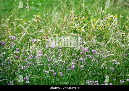 Ungeschnittenes Wiesengras im Juni, eine Mischung aus Wildblumen, hohen Gräsern und lila Crown Vetch Green Hintergrund Stockfoto
