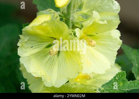 Blassgelbe Alcea rosea Hollyhock Althaea ficifolia Hollyhocks Stockfoto