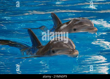 Delfinpaare Schwimmen Stockfoto
