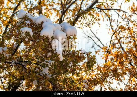 Orangeneichenblätter, bedeckt mit einer Kappe aus frisch gefallenem Schnee. Schöner sonniger Tag. Zwischen Herbst und Winter. Eine Nahaufnahme eines Baumes. Erster Schnee. Schneekocher Stockfoto
