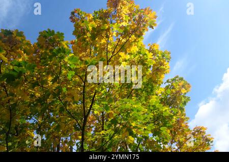 A beautiful maple tree in the autumn with the leaves turning golden yellow Stockfoto