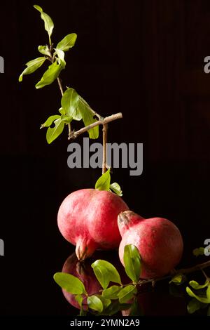 Zwei rosafarbene Granatäpfel auf kleinen Zweigen isoliert auf dunklem Hintergrund, vertikal Stockfoto