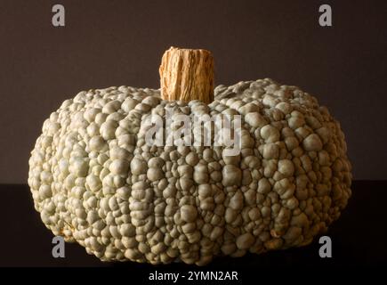 Nahaufnahme eines großen Bertinakürbis, isoliert auf dunklem Hintergrund Stockfoto