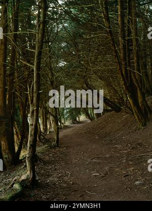 Blick auf W entlang des Pilgrims' Way (Winchester nach Canterbury), der durch Eiben in Reigate Woods am Fuße von Colley Hill, Surrey, England, Großbritannien verläuft. Stockfoto