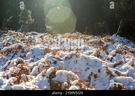 Telegraph Hill, Bramshaw, New Forest, Hampshire, England, Großbritannien, 22. November 2024, Wetter: schmelzender Schnee im malerischen Wald unter blauem Himmel bei steigenden Temperaturen. Paul Biggins/Alamy Live News Stockfoto