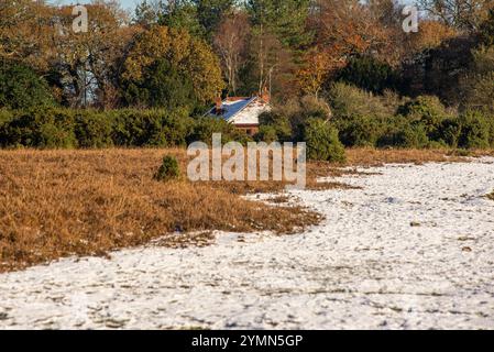 Telegraph Hill, Bramshaw, New Forest, Hampshire, England, Großbritannien, 22. November 2024, Wetter: schmelzender Schnee im Wald unter blauem Himmel bei steigenden Temperaturen. Paul Biggins/Alamy Live News Stockfoto