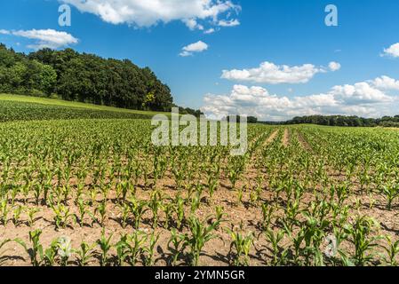 Junge Maispflanzen (Zea mays) wachsen auf einem Feld im Kanton Thurgau, Schweiz Stockfoto