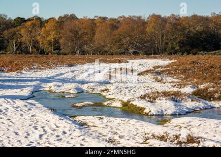 Telegraph Hill, Bramshaw, New Forest, Hampshire, England, Großbritannien, 22. November 2024, Wetter: schmelzender Schnee im Wald unter blauem Himmel bei steigenden Temperaturen. Paul Biggins/Alamy Live News Stockfoto