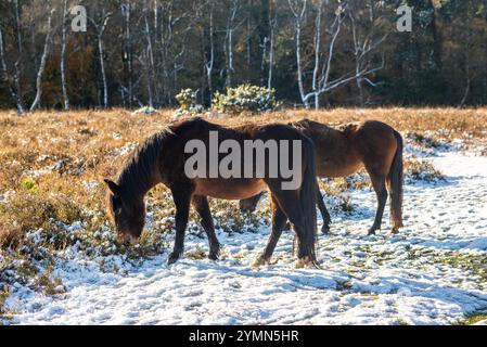 Telegraph Hill, Bramshaw, New Forest, Hampshire, England, Großbritannien, 22. November 2024, Wetter: Ponys im schmelzenden Schnee im Wald unter blauem Himmel, wenn die Temperaturen steigen. Paul Biggins/Alamy Live News Stockfoto