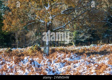 Telegraph Hill, Bramshaw, New Forest, Hampshire, England, Großbritannien, 22. November 2024, Wetter: schmelzender Schnee im malerischen Wald unter blauem Himmel bei steigenden Temperaturen. Paul Biggins/Alamy Live News Stockfoto