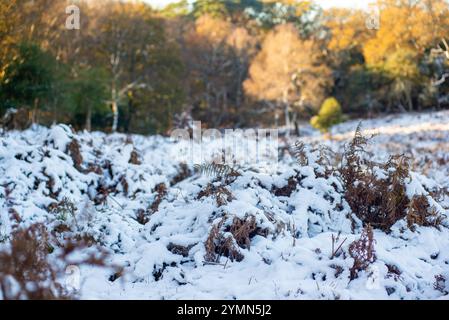 Telegraph Hill, Bramshaw, New Forest, Hampshire, England, Großbritannien, 22. November 2024, Wetter: schmelzender Schnee im malerischen Wald unter blauem Himmel bei steigenden Temperaturen. Paul Biggins/Alamy Live News Stockfoto