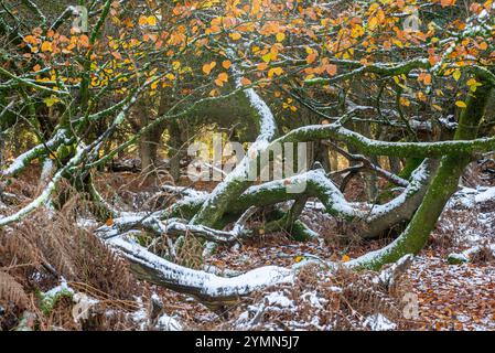 Telegraph Hill, Bramshaw, New Forest, Hampshire, England, Großbritannien, 22. November 2024, Wetter: schmelzender Schnee im malerischen Wald unter blauem Himmel bei steigenden Temperaturen. Paul Biggins/Alamy Live News Stockfoto