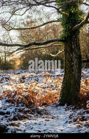 Telegraph Hill, Bramshaw, New Forest, Hampshire, England, Großbritannien, 22. November 2024, Wetter: schmelzender Schnee im malerischen Wald unter blauem Himmel bei steigenden Temperaturen. Paul Biggins/Alamy Live News Stockfoto