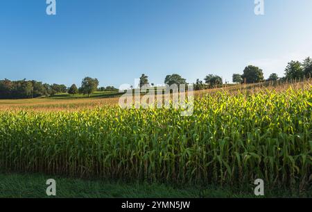 Maisfeld im Spätsommer, ländliche Landschaft im Schweizer Kanton Thurgau im Sommer, Schweiz Stockfoto