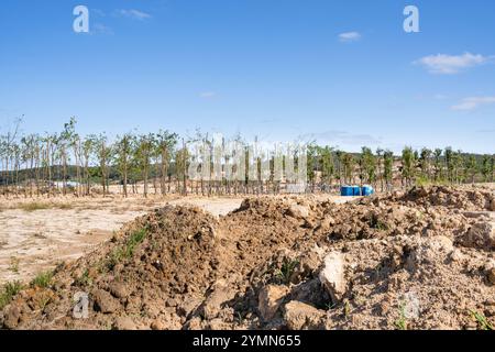 Bäume gepflanzt, um Bodenerosion zu verhindern Stockfoto