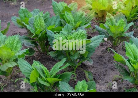 Asterblumenkeimlinge im Hüttengarten. Grünasterkeimlinge werden im Dorfgarten gepflanzt. Sonniger Tag. Stockfoto