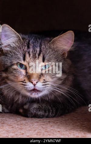 Eine wunderschöne Katze mit auffälligen blauen Augen liegt bequem in einer gemütlichen Pappschachtel und genießt die Umgebung in Ruhe Stockfoto