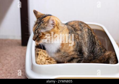 Eine schöne Calico-Katze sitzt bequem in einem schwarzen Katzenklo und genießt einen Moment der Ruhe und Entspannung in seiner gemütlichen Umgebung Stockfoto