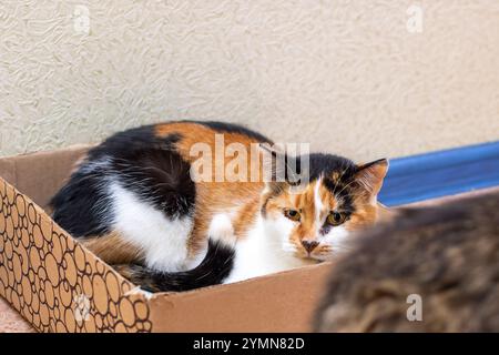 Eine Calico-Katze, die sich durch ihr einzigartiges dreifarbiges Pelzmuster auszeichnet, liegt bequem in einer gemütlichen Pappschachtel und genießt die Zeit zum Entspannen Stockfoto