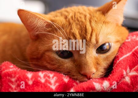 Eine orangene Katze schläft friedlich auf einer gemütlichen roten Decke und genießt ihr Nickerchen an einem warmen und komfortablen Ort Stockfoto