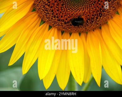 Hummel Insekt in einer Sonnenblume, Bestäuber im Sommer. Nahaufnahme des blühenden Blütenkopfes von Helianthus annuus mit bombus-Biene Stockfoto