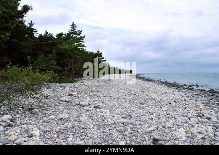 Am Strand des Naturschutzgebiets Trollskogen / Zauberwald. Es liegt an der Nordspitze der Insel Öland. Öland, Schweden schweden 2017 - 28 *** am Strand des Waldschutzgebietes Trollskogen liegt es an der Nordspitze der Insel Öland, Schweden Schweden 2017 28 Stockfoto