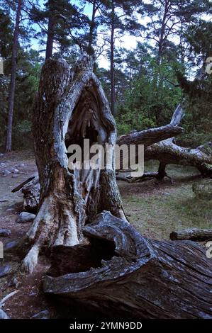 Toter Baum im Naturschutzgebiet Trollskogen / Zauberwald . Es liegt an der Nordspitze der Insel Öland. Öland, Schweden schweden 2017 - 25 *** Toter Baum im Naturschutzgebiet Trollskogen verzauberter Wald es befindet sich an der Nordspitze der Insel Öland, Schweden Schweden 2017 25 Stockfoto