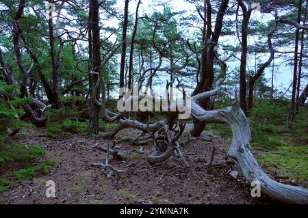 Im Wald des Naturschutzgebiets Trollskogen / Zauberwald. Es liegt an der Nordspitze der Insel Öland. Öland, Schweden Schweden 2017 - 33 *** im Wald des Naturschutzgebietes Trollskogen Enchanted Forest liegt es an der Nordspitze der Insel Öland, Schweden Schweden 2017 33 Stockfoto