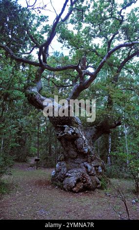 Im Wald des Naturschutzgebiets Trollskogen / Zauberwald. Es liegt an der Nordspitze der Insel Öland. Öland, Schweden Schweden 2017 - 34 *** im Wald des Naturschutzgebietes Trollskogen Enchanted Forest liegt es an der Nordspitze der Insel Öland, Schweden Schweden 2017 34 Stockfoto