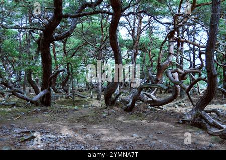 Im Wald des Naturschutzgebiets Trollskogen / Zauberwald. Es liegt an der Nordspitze der Insel Öland. Öland, Schweden Schweden 2017 - 36 *** im Wald des Naturschutzgebietes Trollskogen Enchanted Forest liegt es an der Nordspitze der Insel Öland, Schweden Schweden 2017 36 Stockfoto