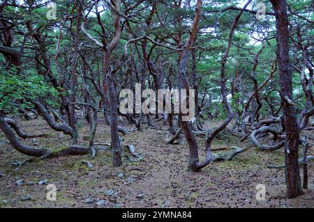 Im Wald des Naturschutzgebiets Trollskogen / Zauberwald. Es liegt an der Nordspitze der Insel Öland. Öland, Schweden Schweden 2017 - 35 *** im Wald des Naturschutzgebietes Trollskogen Enchanted Forest liegt es an der Nordspitze der Insel Öland, Schweden Schweden 2017 35 Stockfoto