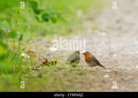 rotkehlchen (Erithacus rubecula) füttern seine Küken im Frühling auf einem Waldweg Stockfoto