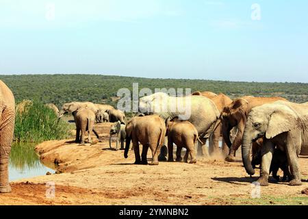 Elefanten versammeln sich um eine Wasserstelle im Kruger-Nationalpark in Südafrika und zeigen die Schönheit der Tierwelt in ihrem natürlichen Lebensraum. Stockfoto