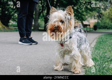 Ein Yorkshire Terrier in der Gasse des Parks neben dem Besitzer. Hochwertige Fotos Stockfoto