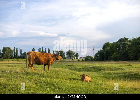 Eine Kuh mit einem kleinen Kalb weidet auf einer Wiese in den Strahlen der untergehenden Sonne. Helles, grünes Gras. Stockfoto