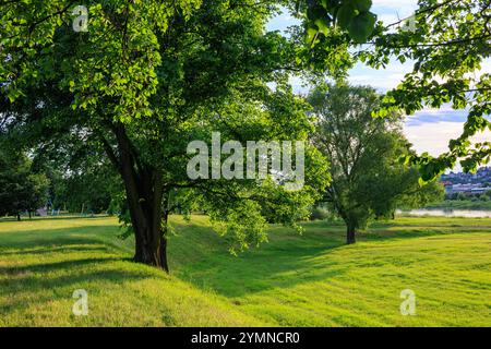 Auf dem Rasen in der Nähe des Flusses wachsen große grüne Bäume. Helles Frühlingsgrün im Licht der untergehenden Sonne. Stockfoto