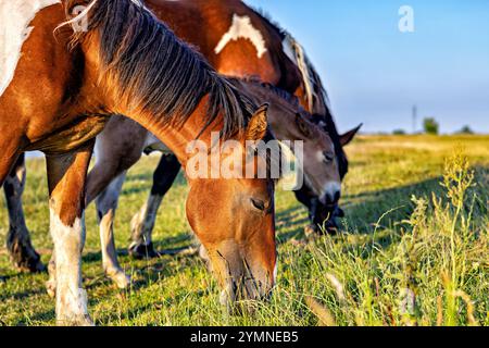 Pferde und Fohlen grasen auf einer Wiese. Sie knabbern Gras. Nahaufnahme. Stockfoto