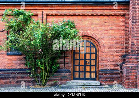 Ein großer, schöner Rosenstrauch wächst vor dem Hintergrund der Mauer einer alten Kirche aus rotem Backstein. Die Eichentür ist mit iro bedeckt Stockfoto