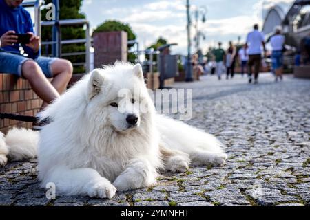 Ein schöner, weißer, flauschiger Husky liegt auf dem Kopfsteinpflaster des Boulevards. Die Leute laufen im Hintergrund. Stockfoto