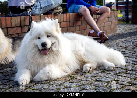Ein schöner, weißer, flauschiger Husky liegt auf dem Kopfsteinpflaster neben seinem Besitzer. Die Leute sind im Hintergrund. Stockfoto