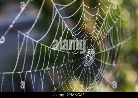 Ein mit Tau bedecktes Spinnennetz leuchtet hell, während die Morgensonne das umliegende Laub erleuchtet und das komplizierte Design der Natur zeigt. Stockfoto