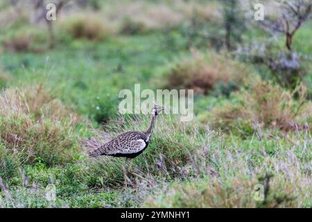 Schwarzbauchtrappe (Lissotis melanogaster), Zimanga, Südafrika Stockfoto