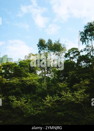 Üppiger Urbaniswald mit hoch aufragenden Wolkenkratzern unter dem hellen blauen Himmel in harmonischer Natur und Stadtlandschaft Stockfoto