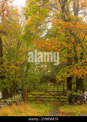 Buchen in einem Wald, wenn der Herbst sich nähert, mit grünen, braunen und gelben Blättern Stockfoto