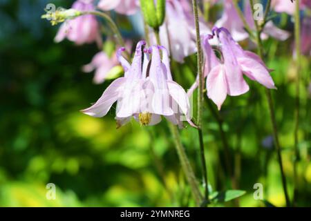 Helle saftige Natur mit hellen Sonnenstrahlen. Schöne zarte rosa, lila Glocken mit grünen Blättern, die im Garten wachsen. Stockfoto