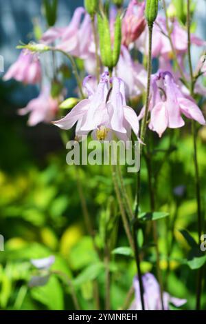 Helle saftige Natur mit hellen Sonnenstrahlen. Schöne zarte rosa, lila Glocken mit grünen Blättern, die im Garten wachsen. Stockfoto